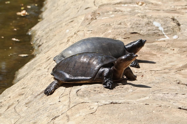 Photo wet softshell turtles resting on the land on a sunny day