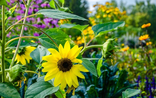 A wet sunflower in the garden after a rain on a summer day.