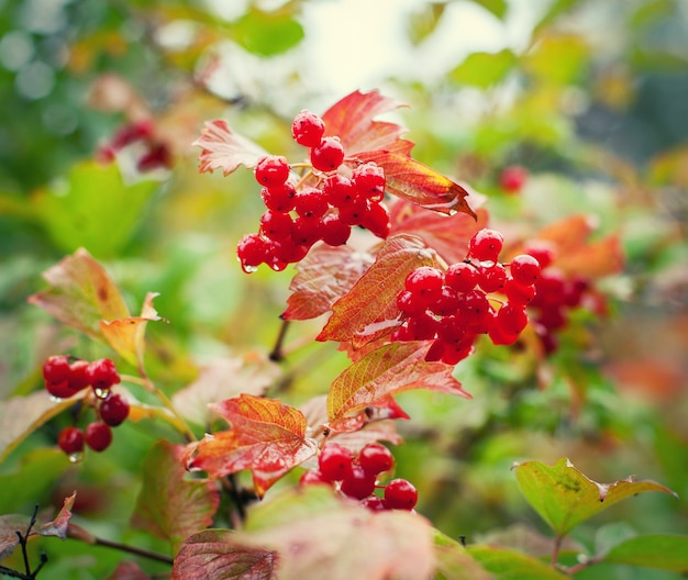 Wet viburnum berries