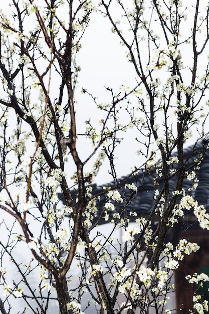 Wet white flowers of cherry tree and country house