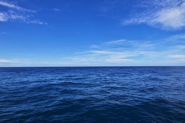 Whale Safari in Kaikoura, New Zealand