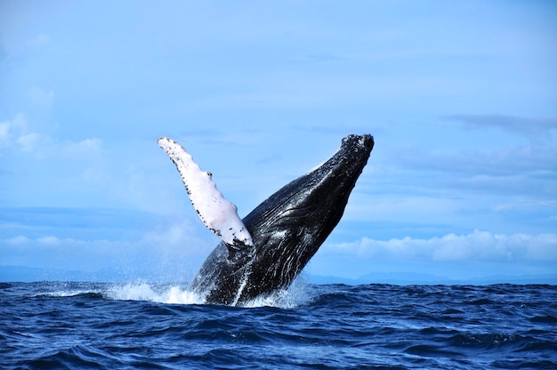 Whale in sea against sky