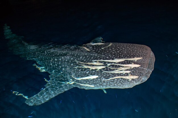 Whale Shark close up underwater portrait at night