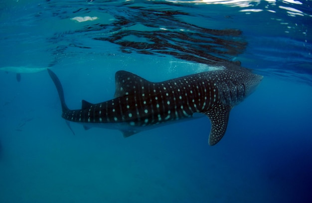 Whale shark feeding. Diving and snorkeling in Oslob, Pholippines.