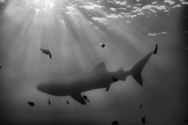 Photo whale shark scene landscape / abstract underwater big sea fish, adventure, diving, snorkeling