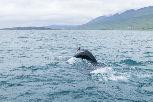 Whale watching from Akureyri, Iceland. Whale in water. Wildlife