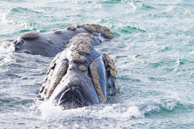 Whale watching from Valdes PeninsulaArgentina Wildlife