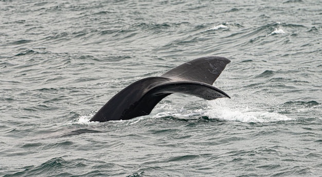 Whale watching in Hermanus South Africa