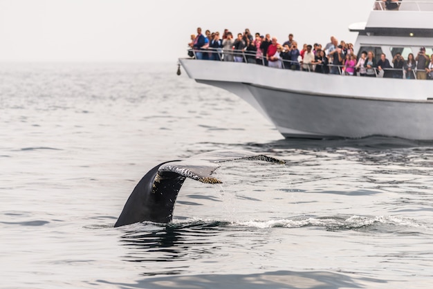 Photo whalewatching in the ocean