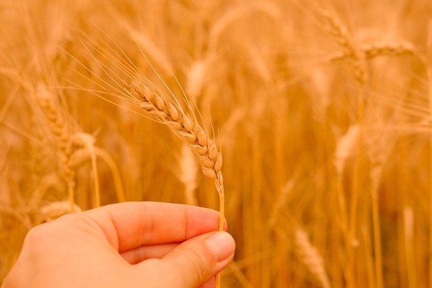 Wheat barley field one golden spikelet of wheat closeup in female hand on the natural blur wheat