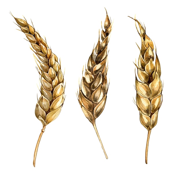 Wheat ear set watercolor illustration isolated on white background