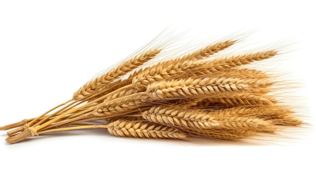 wheat ears against a white background