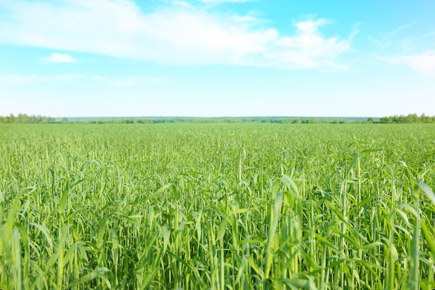 Wheat ears close up