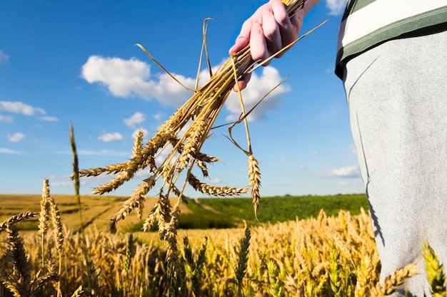 Wheat ears closeup against the background of the setting sun blue sky and sunlight The hand holds a bouquet of wheat It's time to harvest The food crisis in the world