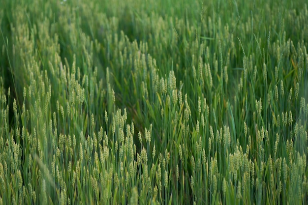 Wheat ears closeup in the sun Immature wheat in the field and in the morning sun Wheat in warm sunlight Sun shine at wheat