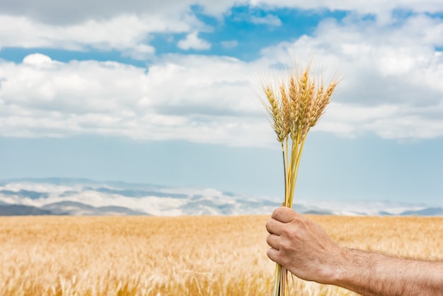 Wheat ears in farmer hand