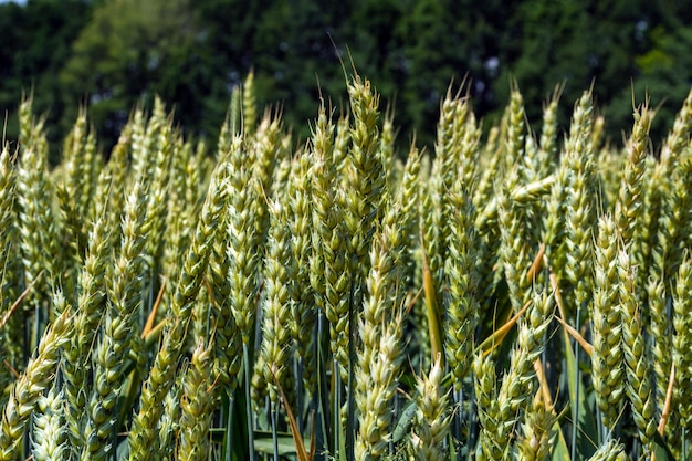 Wheat ears, full of grain, on the field, against the sky and other plants