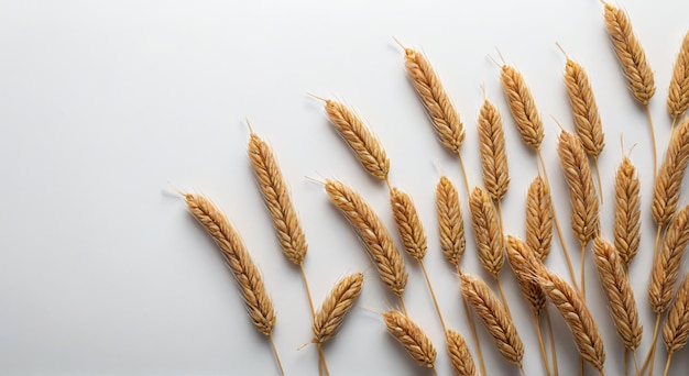 wheat ears on a gray background