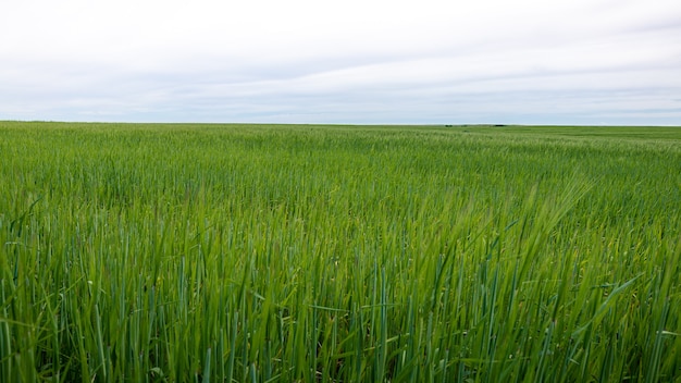 Wheat ears growing in an agricultural field farm at sunny day Concept of healthy eating