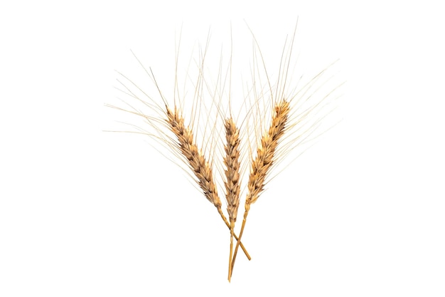 Wheat ears isolated on white background