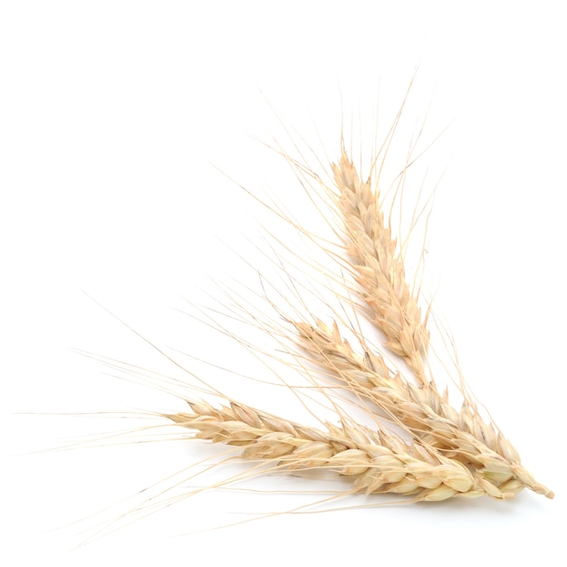 Wheat ears isolated on a white backgrounds