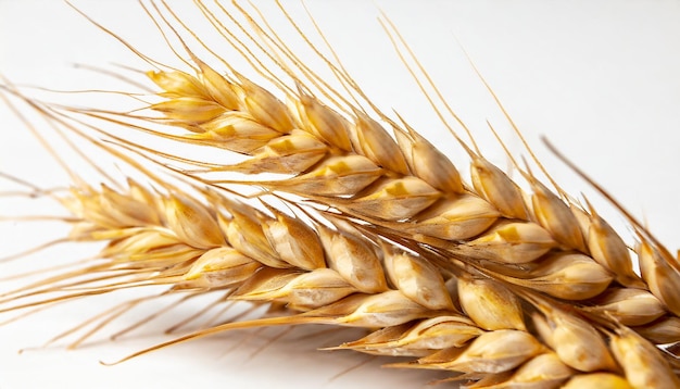 Wheat ears isolated on white