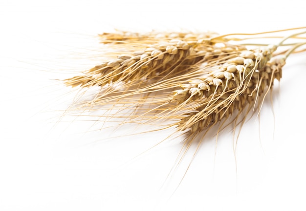 Wheat ears isolated on white 