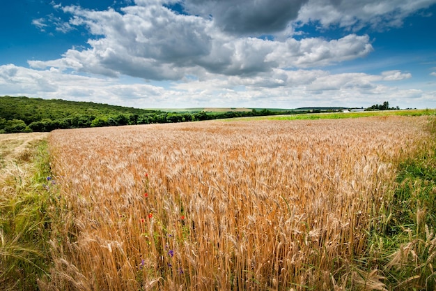 Wheat ears poppy wild flowers countryside on the horizon