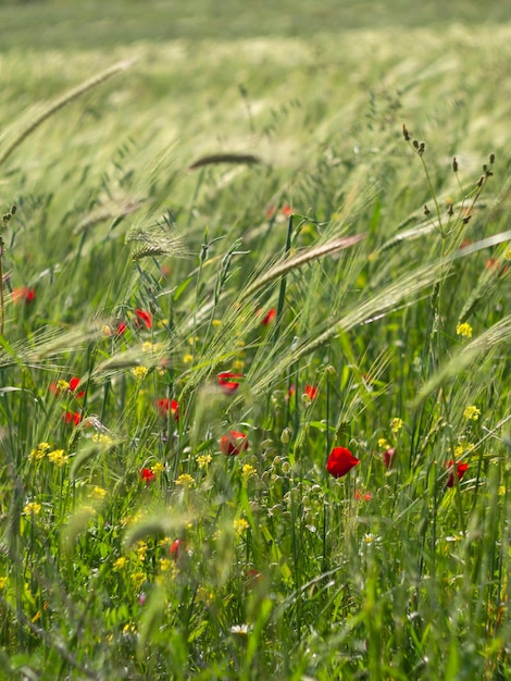 Wheat ears Triticum and poppies in the sunlight at sunset in Greece