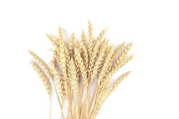 Wheat ears on a white background Healthy food concept