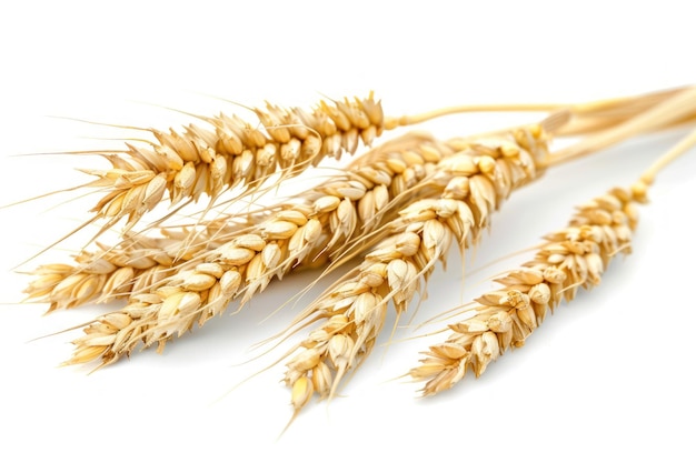 Wheat ears on a white background isolated