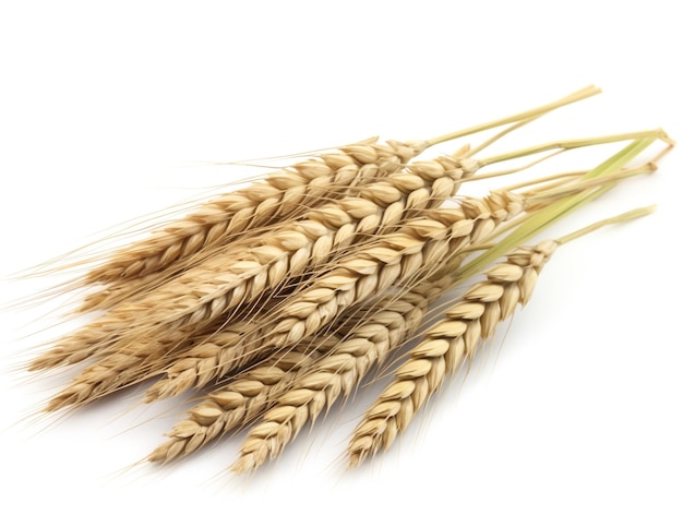 Wheat ears on a white background