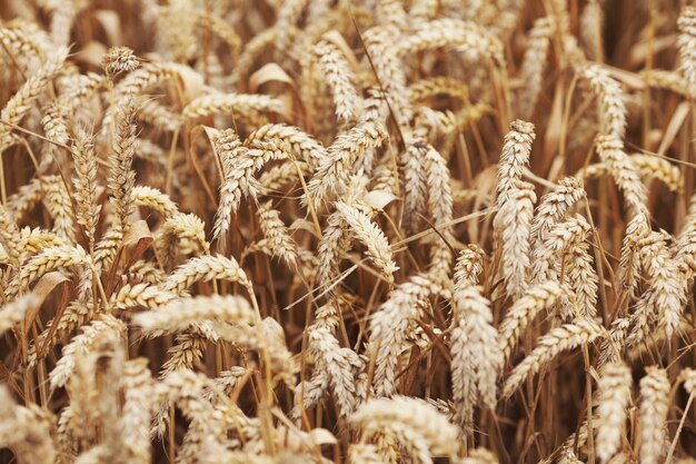 Wheat farm field background