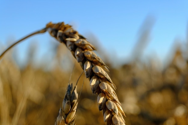 Wheat field against a blue sky Closeup of macro ripening ears of wheat field