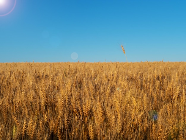 Wheat field against the blue sky Food crisis Design element