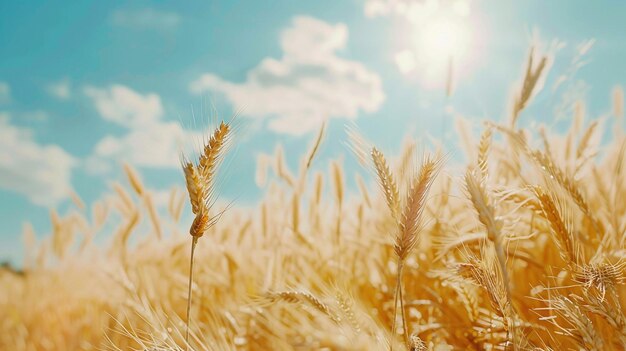 Photo wheat field against a blue sky with the sun shining through it