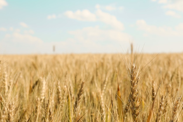 Wheat field against  blue sky