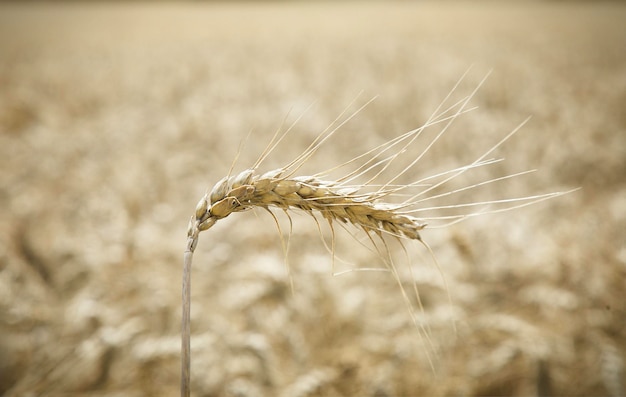 Wheat field Agriculture agronomy industry concept Selected focus