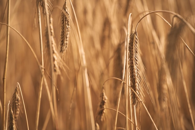 Wheat field Background of agriculture wheat field Rich harvest Concept Ears of golden wheat close up Beautiful Nature Sunset Landscape Rural Farming Scenery under Shining Sunlight