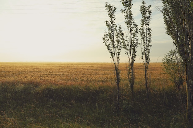 Wheat field beautiful summer morning