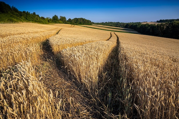 Wheat field under blue sky Rich harvest theme Rural landscape with ripe golden wheat The global problem of grain in the world