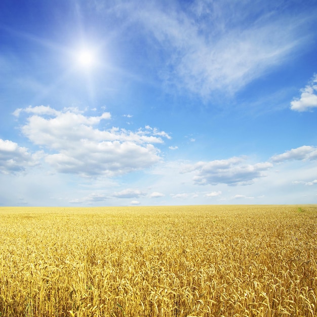 Wheat field and blue sky with sun