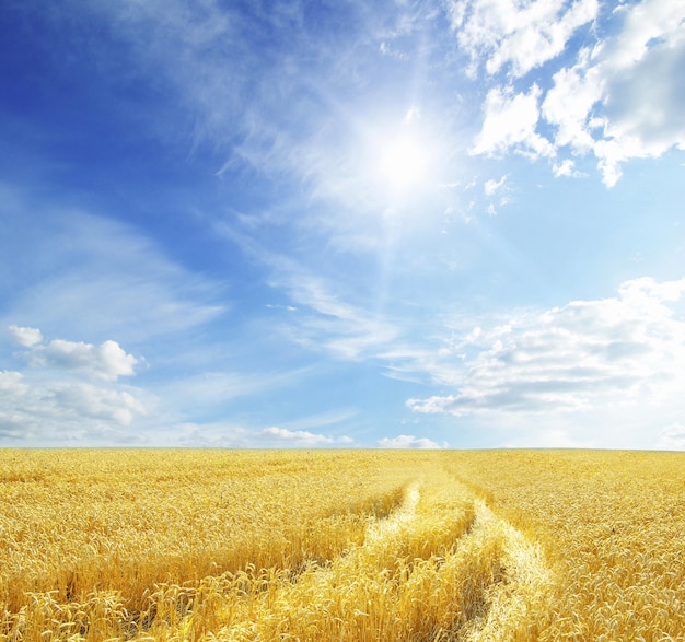 Wheat field and blue sky with sun