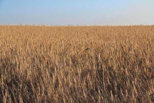 Wheat field. Blue sky.