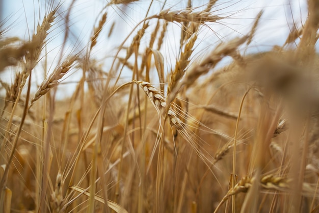 Wheat field, close up shot. Ripe ears of wheat grow on the nature.