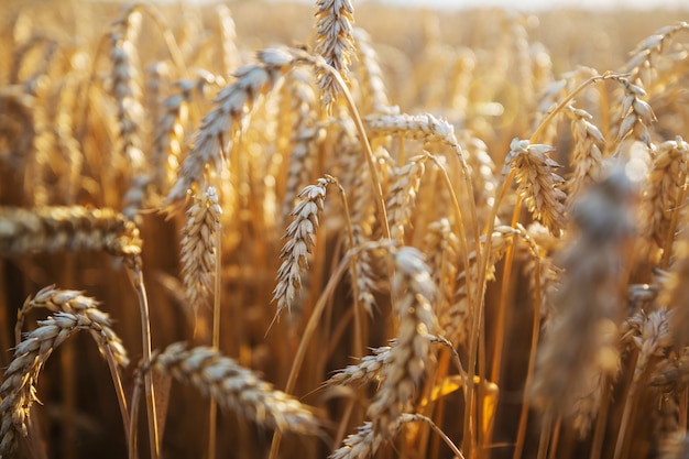 Wheat field, close up shot. Ripe ears of wheat grow on the nature.