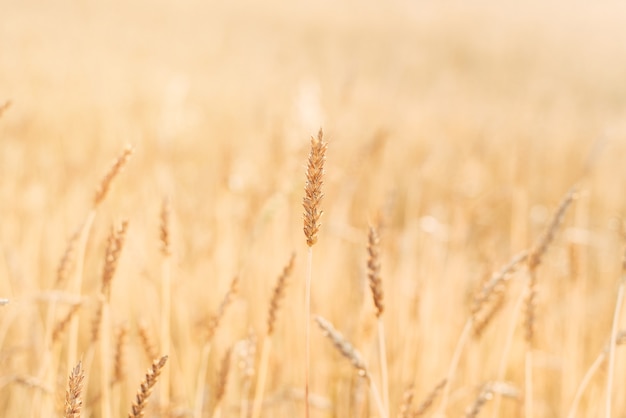 Wheat field close up