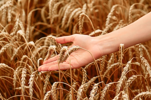 Wheat field The concept of the global food crisis A woman39s hand runs through the ears of wheat