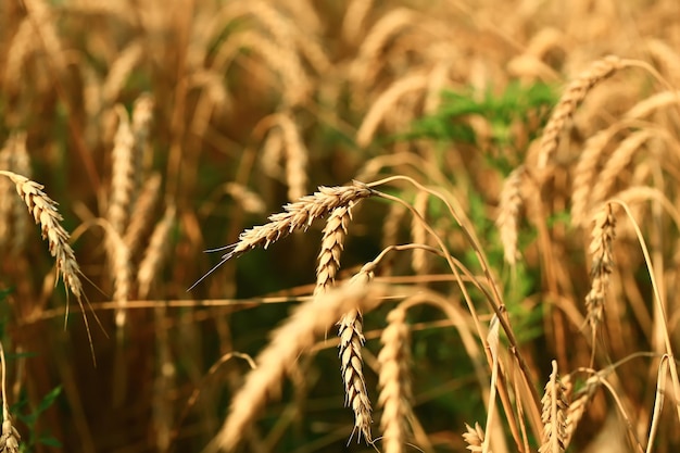 Wheat field The concept of the global food crisis