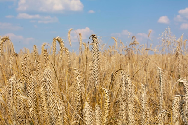 Wheat field. Ears of golden wheat close up. Background of ripening ears of meadow wheat field.